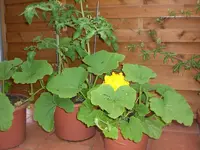 Garten 06-4 001.webp