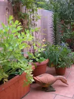 Garten 06-4 003.webp