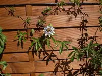 Garten 06-4 007.webp
