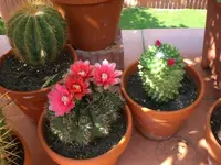 Garten 06-4 028.webp