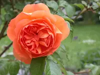Kopie von Austin Rose - pat austin.webp