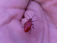 Lilienhaehnchen I.webp