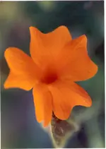 foto (2).webp