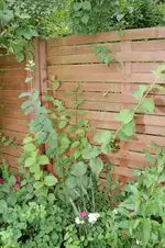 Hohe Pflanze mit kleinen rosa Blüten 2.webp