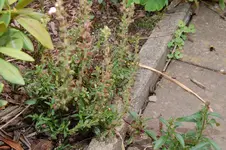 dunkelgrün mit rosa Blüten 2.webp