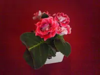 DSC00077.webp