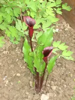 Calla.webp