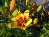 Lilie gelb 1.webp