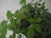 CIMG0171.webp