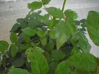 CIMG0168.webp