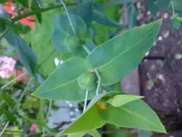 DSC00607.webp