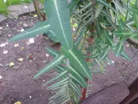 DSC00610.webp