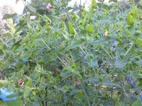 DSC00611.webp