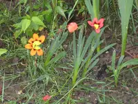 IMG_1905 Sparaxis Zigeunerblume.webp