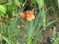 IMG_1862 Sparaxis Zigeunerblume.webp