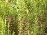 100_0060_800x600.webp