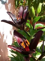 Garten 06-4 017.webp