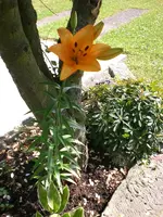 Garten 06-4 003.webp