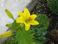 Garten 06-4 004.webp