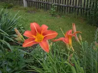 Garten 06-4 015.webp