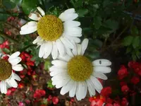 DSC01278_(800_x_600).webp