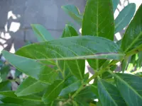 DSC03589.webp