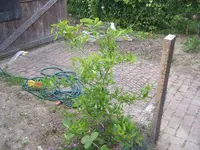 Limette.webp