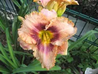 Taglilie Daring Deception 004.webp