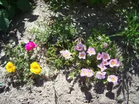 Portulac 001.webp