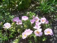 Portulac 002.webp
