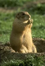 041062B.webp