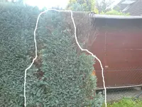 Baum1.JPG
