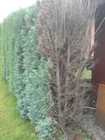 Baum2.JPG