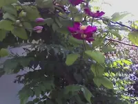 Clematis1.webp