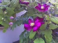 Clematis2.webp