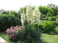 Palmlilien.webp