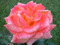 Garten am 28 Juni 005 Rose 1.webp