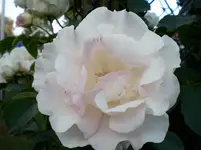 Garten am 28 Juni 006 Rose 4.webp