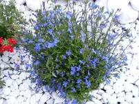 Garten am 28 Juni 012 weiss-blau.webp