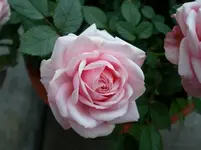 Garten am 28 Juni 003 Rose 2.webp