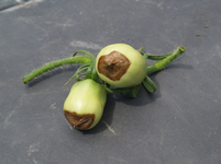 Tomate.webp