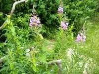 Juli-Rosa-Blüten1.webp