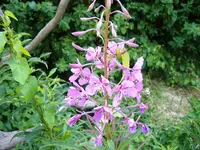 Juli-Rosa-Blüten2.webp