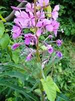 Juli-Rosa-Blüten3.webp