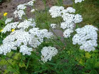 Juli-hoch-dünn-weißBlüte-1.webp