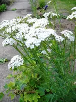 Juli-hoch-dünn-weißBlüte-2.webp