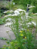 Juli-hoch-dünn-weißBlüte-3.webp