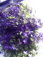 PICT0107.webp