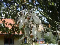 DSC03387.webp