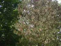 DSC03390.webp